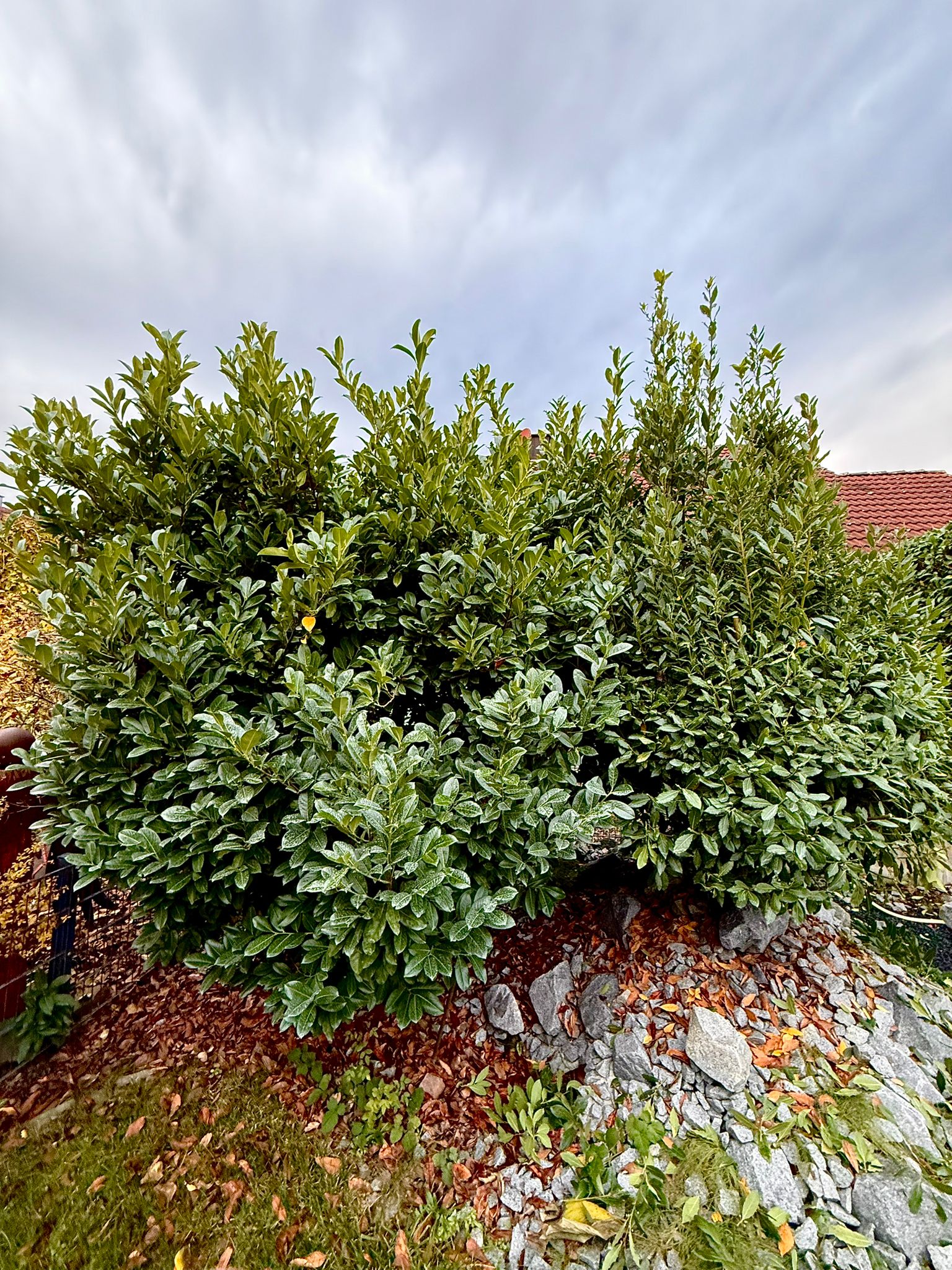 Wild gewachsene Hecke vor dem Rückschnitt